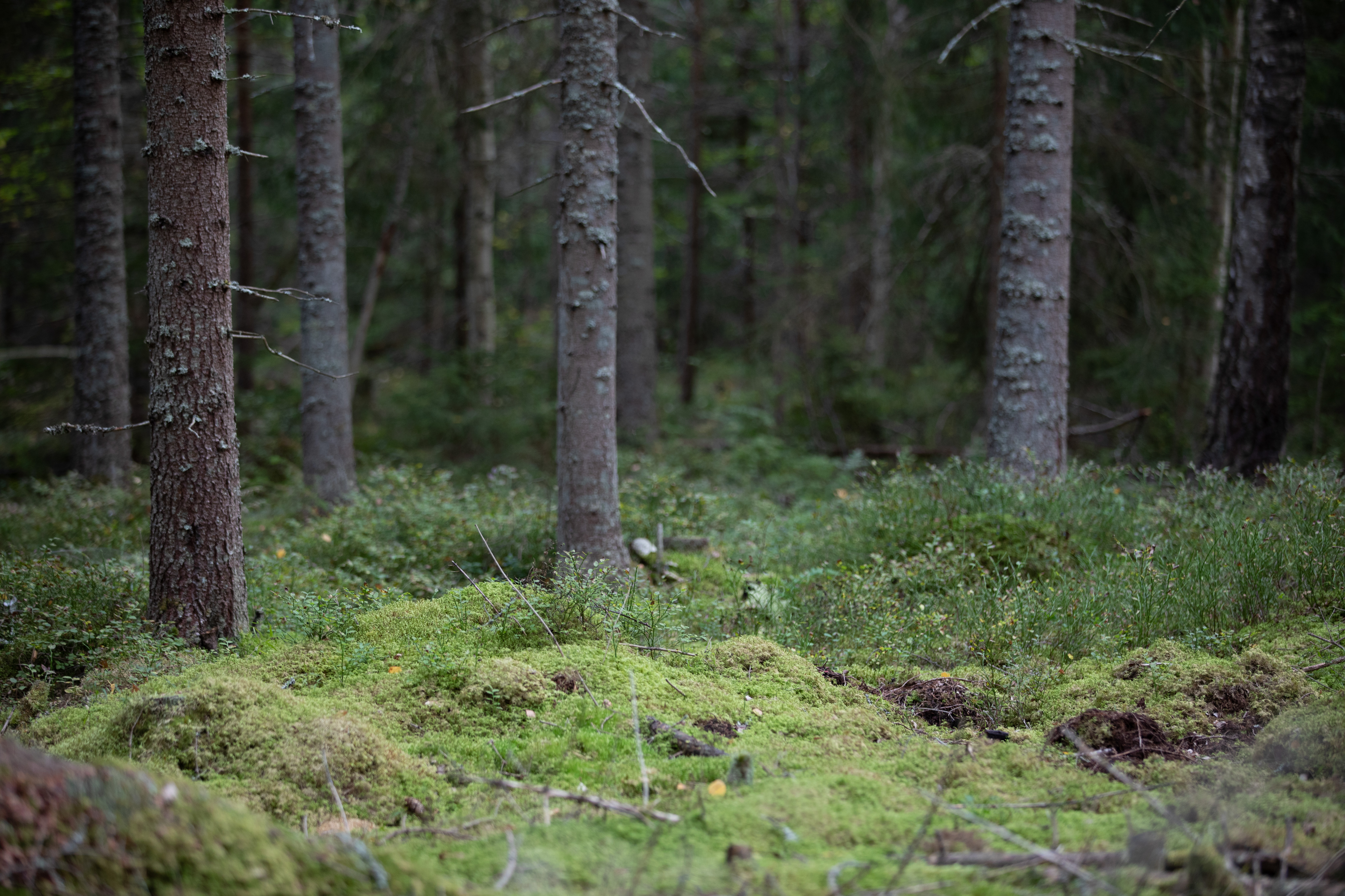 Foresta boreale in Svezia