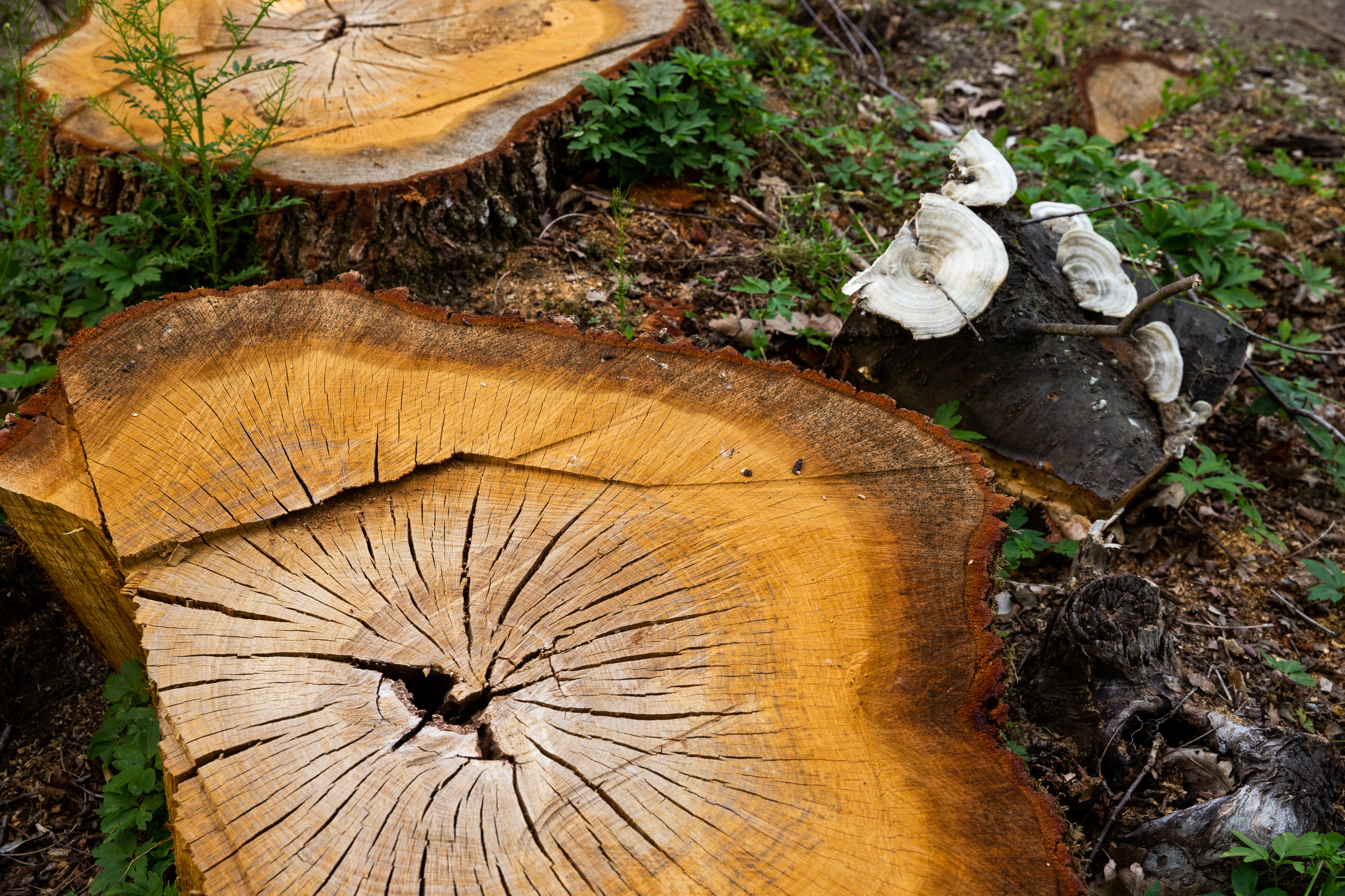 Bosco con impatti sui servizi ecosistemici FSC verificati