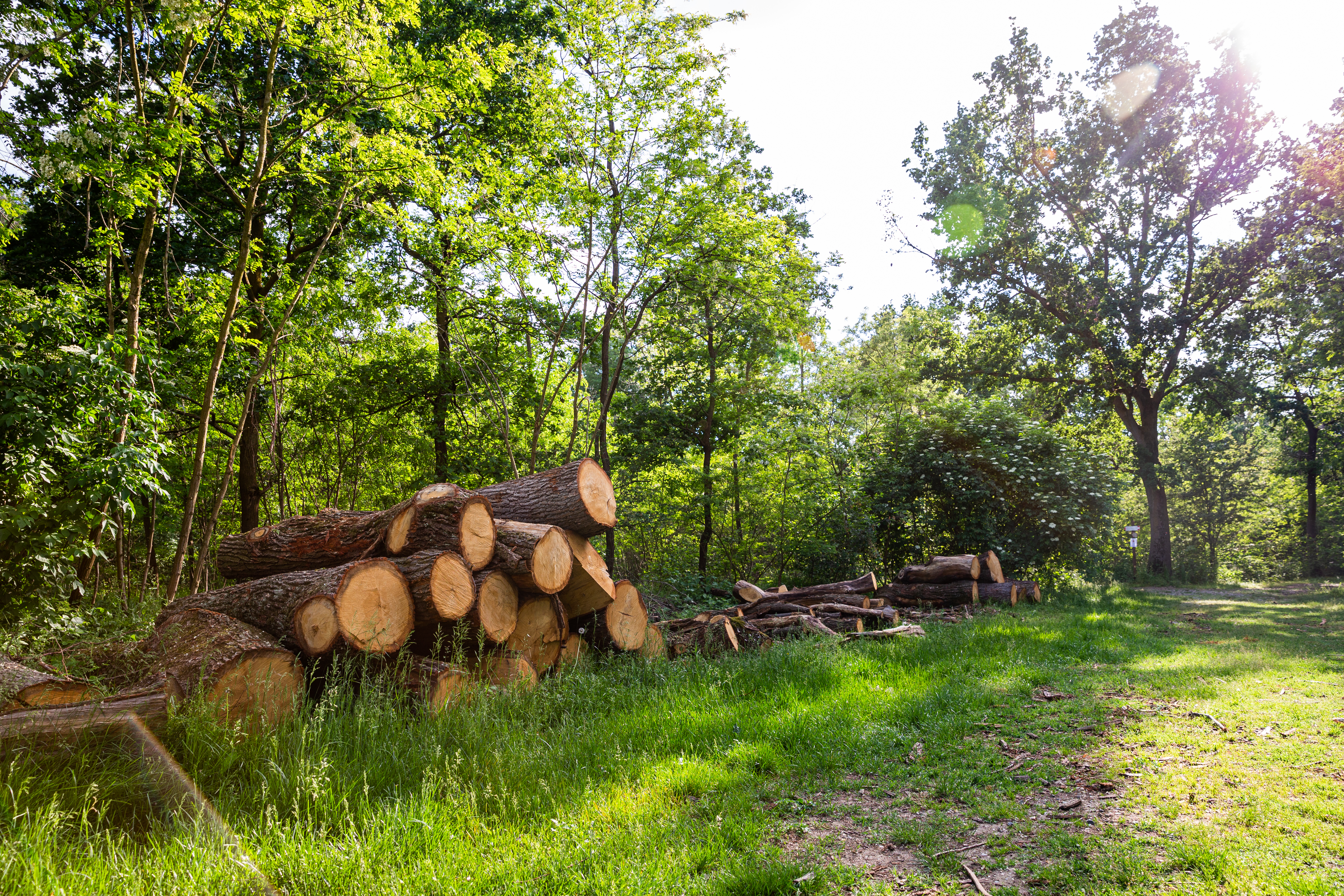 Foreste e industria forestale in Italia