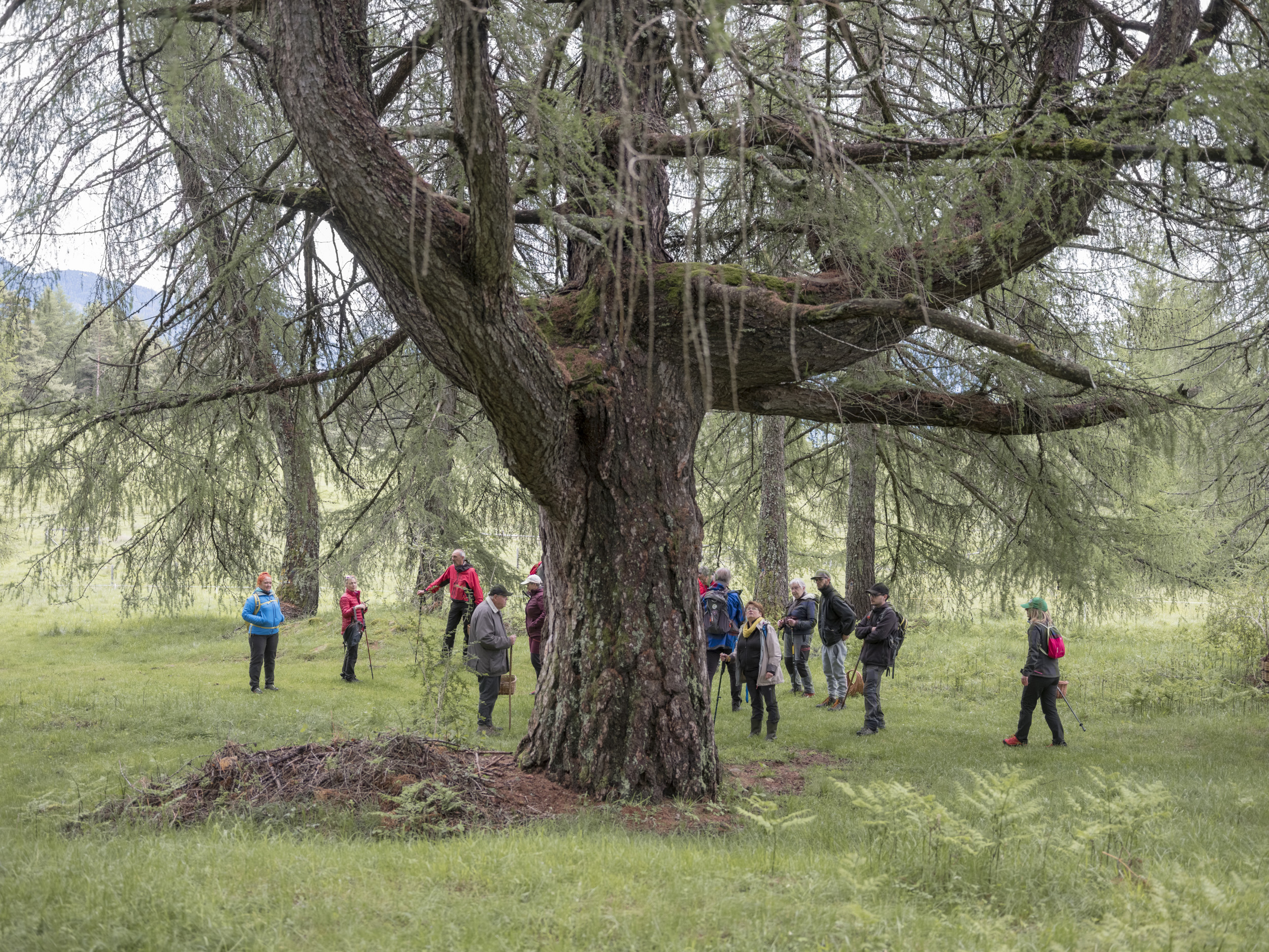 Escursione micologica nei boschi della Magnifica Comunità di Fiemme (TN)