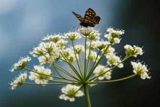 [CONSULTAZIONE] Piccoli cambiamenti a quattro Indicatori Generici Internazionali