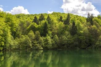 Istituito il gruppo di lavoro tecnico per la revisione della Procedura sui Servizi Ecosistemici FSC