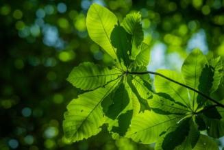 Intensificazione sostenibile: gestione forestale per creare valore condiviso