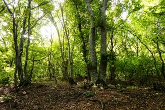 In corso uno studio sul Criterio 6.5 dei Principi e Criteri FSC
