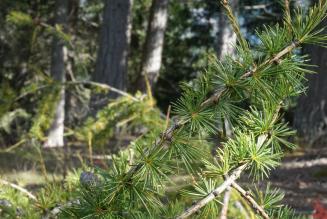 Più forti, insieme: le ditte boschive del tarvisiano si uniscono e scelgono la certificazione 