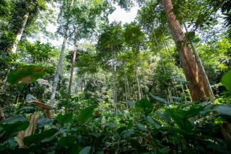 FSC accoglie con favore il nuovo regolamento anti-deforestazione UE