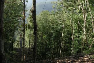 [CONSULTAZIONE] Azienda agricola forestale Orlandini Antonio (PT)