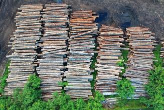 Il contributo di FSC nella piattaforma multistakeholder del Regolamento UE contro la deforestazione (EUDR) 