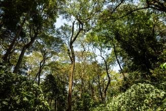 Buone notizie dalle catene di fornitura del teak africano