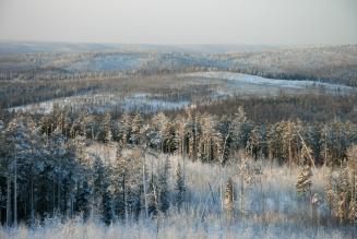 Avremo foreste boreali meno 'boreali'?