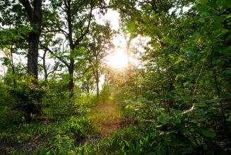COP 16 bis: tre priorità per il futuro forestale globale