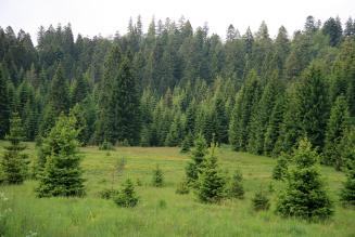 Regolamento EUDR: FSC suddivide il Modulo Regolatorio in appendici