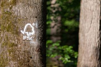 FSC Brand Hub: la nuova piattaforma per i marchi FSC 