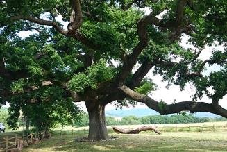 Giganti di natura: alla scoperta degli alberi monumentali