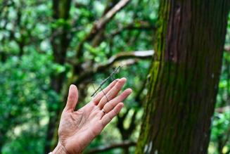 FSC Forest Week 2025: un’azione concreta per le foreste