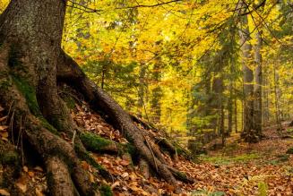 FSC e EUDR: passi concreti per le foreste