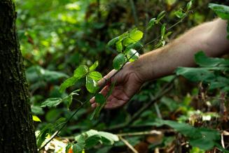 Aggiornamenti sull’implementazione della mozione sui Servizi Ecosistemici come meccanismo di mitigazione