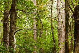 Disponibile la traduzione italiana della Procedura FSC sui Servizi Ecosistemici (FSC-PRO-30-006 V2-1)