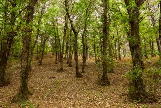 Un bando per promuovere la gestione forestale certificata e associativa nel Lazio