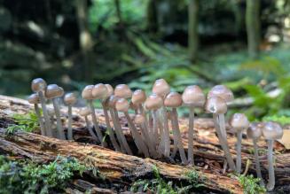 Pubblicata la Guida Claim sui Servizi Ecosistemici FSC