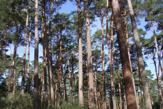 Corso sul ruolo della certificazione forestale nella Due Diligence