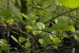 Conferenza Nazionale delle Imprese Boschive