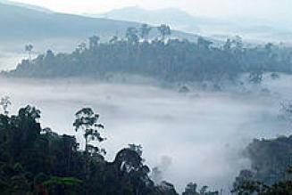 Carta bianca per deforestare. Convegno a Roma il 19 novembre