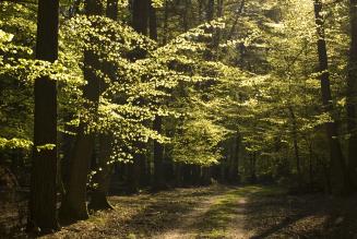 Festa della Foresta Modello delle Montagne Fiorentine