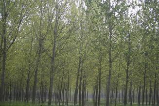 Standard italiani per la gestione forestale responsabile