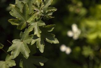 Bilancio delle certificazioni FSC nel 2012