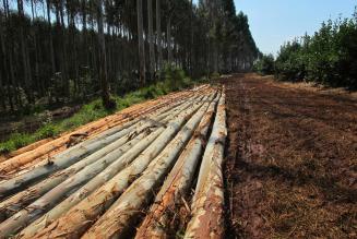 Aggiornamenti sulla certificazione FSC e il Regolamento EUTR