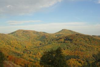 Prima bozza di IGIs per l'applicazione degli standard di Gestione Forestale