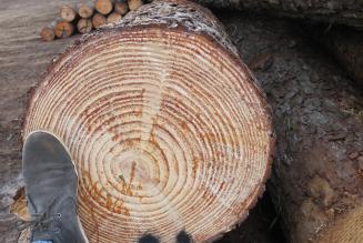 Seminario informativo su EUTR