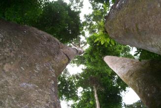 Entra in vigore la EUTR: FSC è pronta!