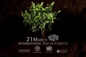 21 marzo: Giornata Internazionale delle Foreste