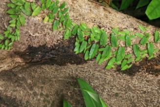 Forest for Future Generation