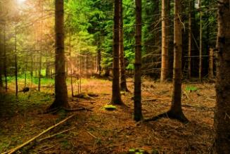 Il Roundtable on Sustainable Biofuels (RSB) riconosce le foreste certificate FSC