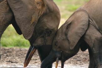 FSC lancia un sito dedicato al bacino del Congo