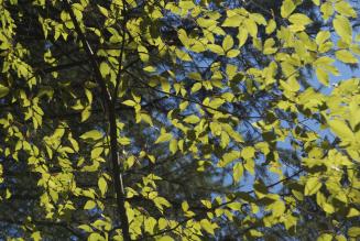 Workshop sull'Online Claim Platform di FSC