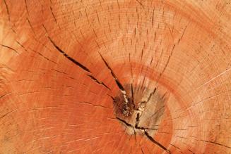 Verifica di sorveglianza FSC per la gestione forestale dell'azienda Vicarello