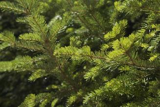 Convegno Nazionale Forestale