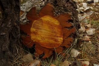 Il legno che verrà. Reti d’impresa e innovazione per superare la crisi