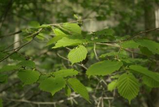 Bilancio delle certificazioni FSC nel 2013