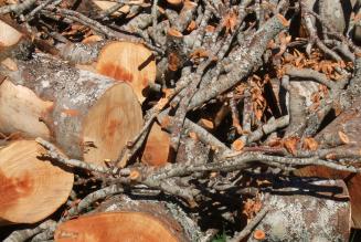 FSC a Progetto Fuoco insieme a AIEL e ETIFOR