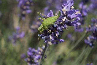 Corso di formazione FSC per Catena di Custodia