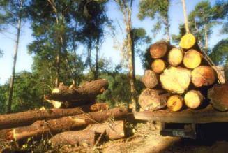 Il ruolo di FSC nell'attuazione del Regolamento EUTR