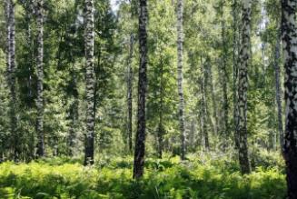 IKEA, Swedwood e la certificazione FSC