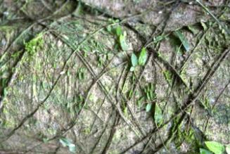 Utilizzare l’OCP per ridurre l’iter amministrativo della certificazione COC