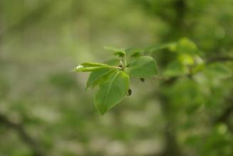 2° meeting europeo per i piccoli proprietari forestali