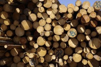 Seminario sul Regolamento EUTR a Pesaro